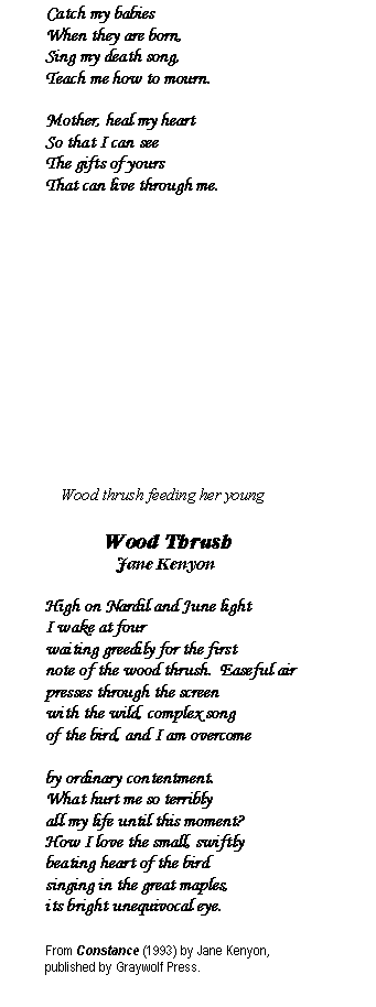 Text Box: 	Catch my babies 
	When they are born, 
	Sing my death song, 
	Teach me how to mourn.	Mother, heal my heart
	So that I can see
	The gifts of yours
	That can live through me.		              Wood thrush feeding her young                    Wood Thrush                              Jane Kenyon	High on Nardil and June light	I wake at four	waiting greedily for the first	note of the wood thrush.  Easeful air	presses through the screen	with the wild, complex song	of the bird, and I am overcome	by ordinary contentment.	What hurt me so terribly	all my life until this moment?	How I love the small, swiftly	beating heart of the bird	singing in the great maples,	its bright unequivocal eye.	From Constance (1993) by Jane Kenyon, 	published by Graywolf Press.